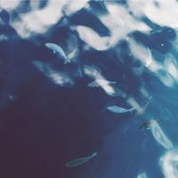 QA_Awesome Steel Tuna