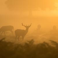 QA_Incredible Frozen Car