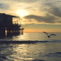 QA_Gorgeous Granite Mouse